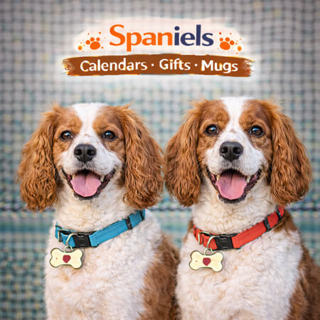 Spaniels Calendars