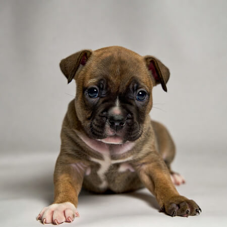 Staffordshire Bull Terrier Puppy Calendars