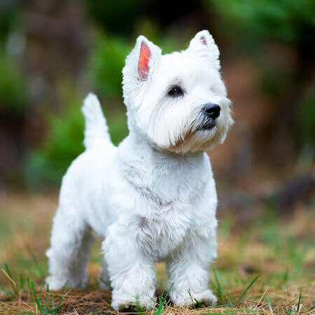 West Highland White Terrier Calendars