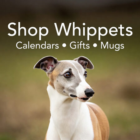 Shop Whippet