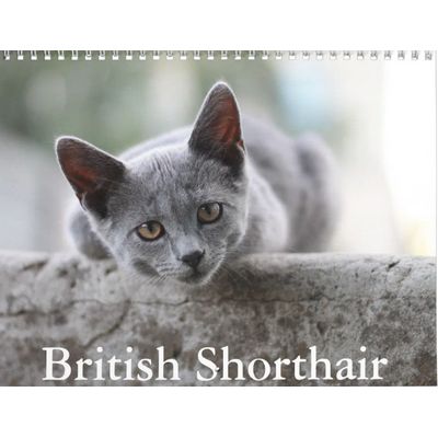 British Shorthair Cats 2027 Calendar