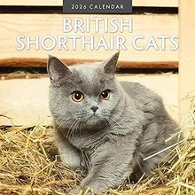 British Shorthair Cats Calendar