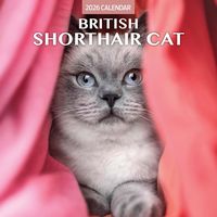 British Shorthair Cats 2026 Calendar