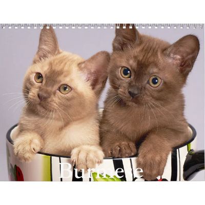Burmese Cats 2027 Calendar
