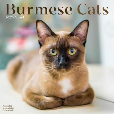 Burmese Cats 2027 Calendar