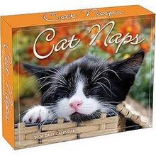 Cat Naps 2026 Daily Desk Calendar