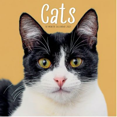Cats 2027 Wall Calendar