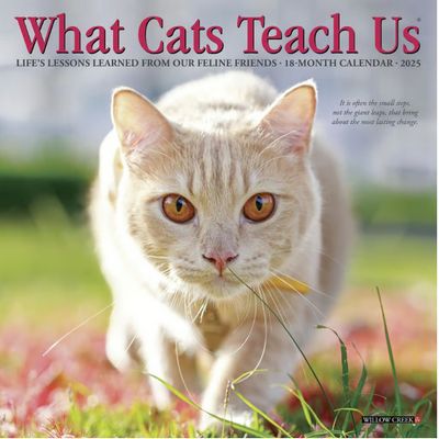 Cats 2027 Mini Wall Calendar