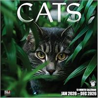 Cats 2026 Wall Calendar