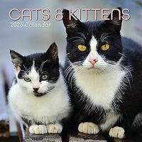 2026 Cats & Kittens Wall Calendar