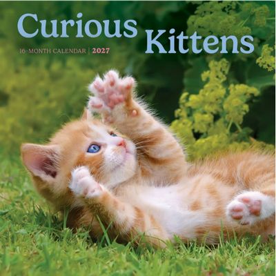 Curious Kittens 2027 Mini Wall Calendar