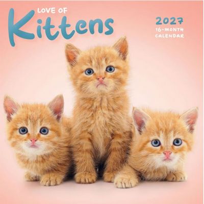 Curious Kittens 2027 Mini Wall Calendar