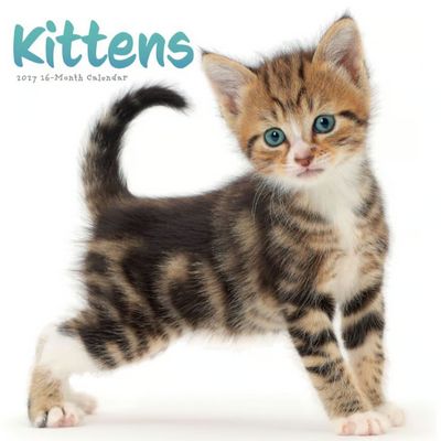 Kittens 2027 Wall Calendar