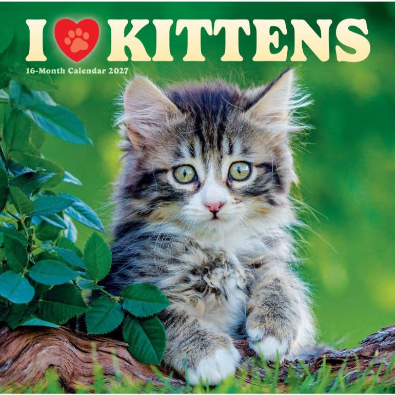 I Love Kittens 2027 Wall Calendar