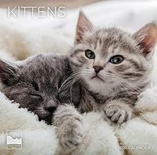 Kittens 2026 Calendar