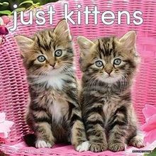 Just Kittens 2026 Calendars