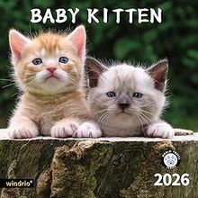 Kittens 2026 Calendar
