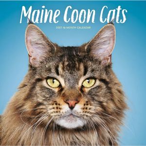 Maine Coon Cats 2027 Wall Calendar