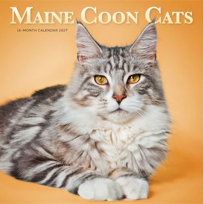Maine Coon Cats 2027 Wall Calendar