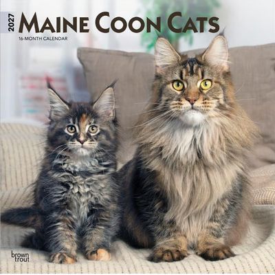 Maine Coon Cats 2027 Wall Calendar