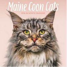 Maine Coon Cats 2026 Wall Calendar