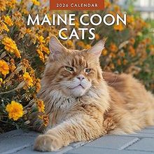 Maine Coon Cats 2026 Wall Calendar