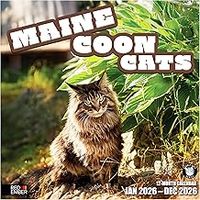 Maine Coon Cats 2026 Wall Calendar