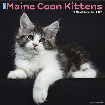 Maine Coon Kittens 2027 Wall Calendar