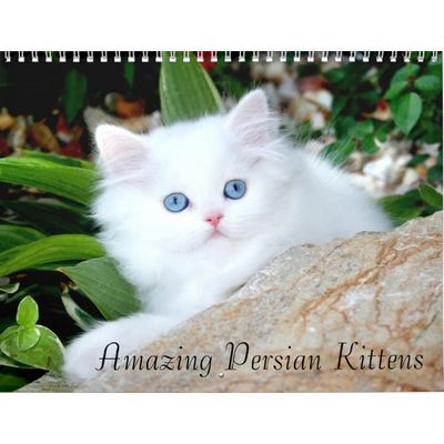 Persians Kittens 2027 Wall Calendar