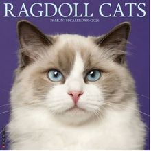 Ragdoll Cats 2026 Calendar