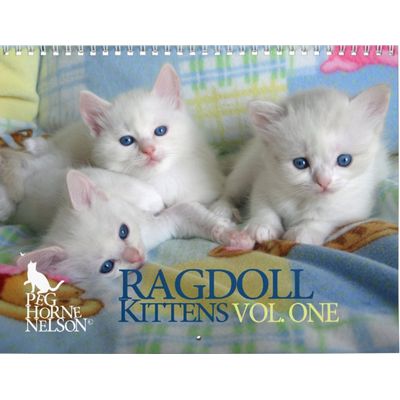 Ragdoll Kittens 2027 Wall Calendar