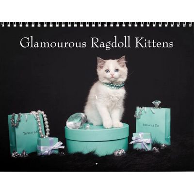 Glamorous Ragdoll Kittens 2027 Wall Calendar