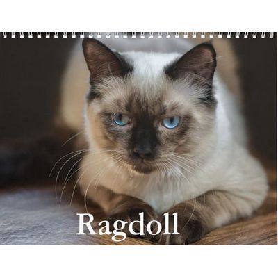 Ragdoll Cats 2027 Wall Calendar