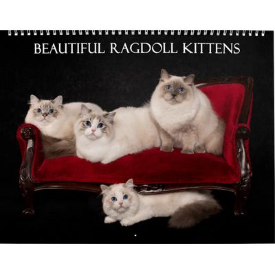 Ragdoll Kittens 2027 Wall Calendar