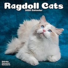 Ragdoll Cats 2026 Calendar