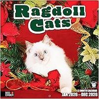 Ragdoll Cats 2026Wall  Calendar