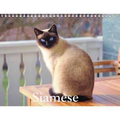 Siamese Cats 2027 Wall Calendar