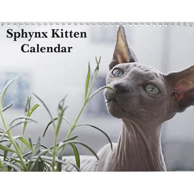 Sphynx Kitten 2027 Wall Calendar