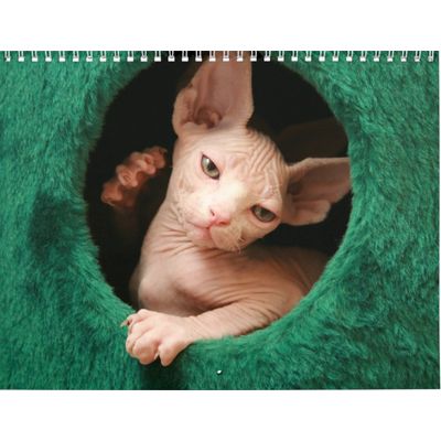 Sphynx Cats 2027 Wall Calendar