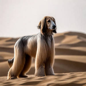 Afghan Hound Calendars