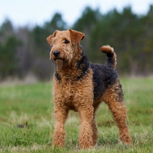 Airedale Terrier Calendars
