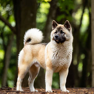 Akita Calendars