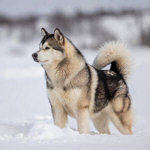 Alaskan Malamute Calendars