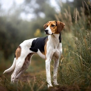 American Foxhound Calendars