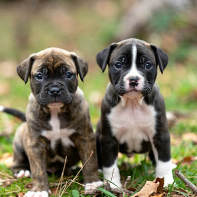 American Pit Bull Puppy Calendars
