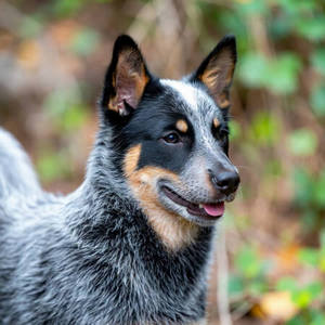 Australian Cattle Dog Calendars