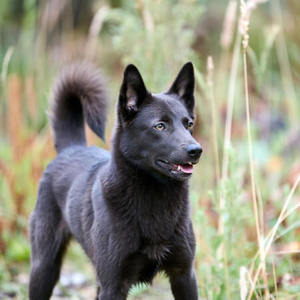 Australian Kelpie Calendars