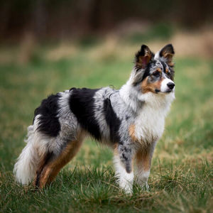 Australian Shepherd Calendars