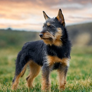 Australian Terrier Calendars