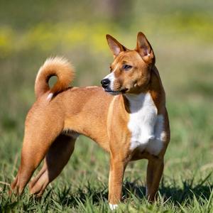 Basenji Calendar